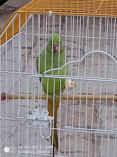 Breader male parrot  confirm