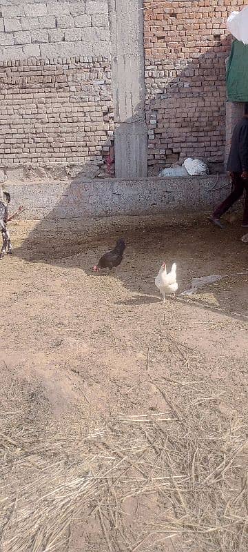 egg laying First timer healthy hens 5