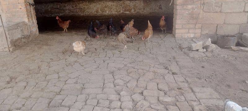 egg laying First timer healthy hens 6