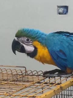 Hand Tamed Macaw