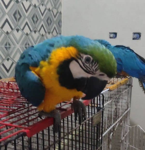 Hand Tamed Macaw 1