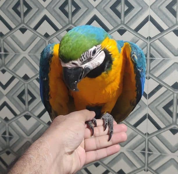 Hand Tamed Macaw 3