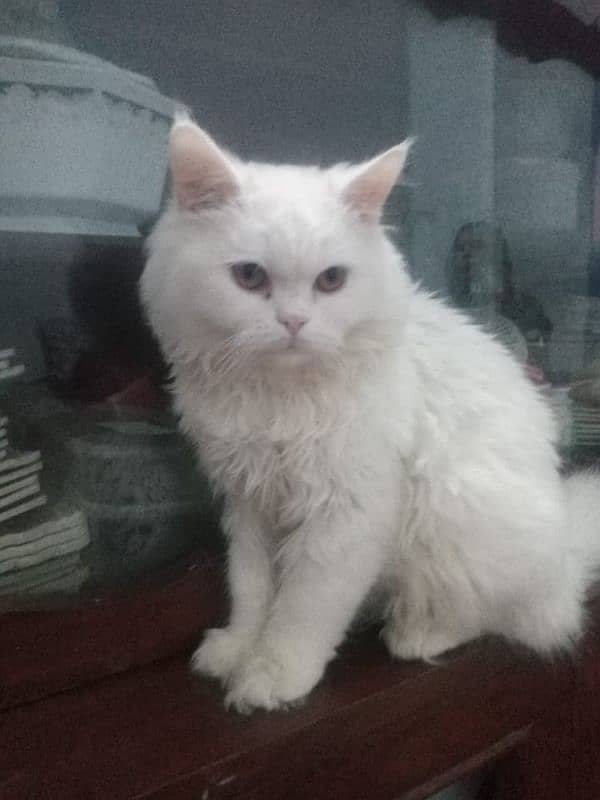 Persian Cat 2