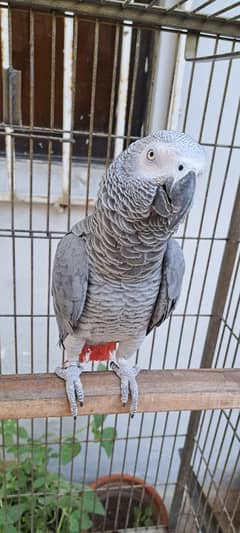 African Grey Parrot (Male) (with cage)