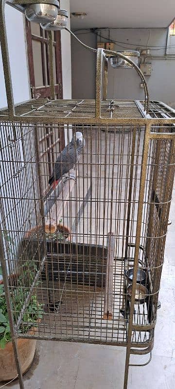 African Grey Parrot (Male) (with cage) 1