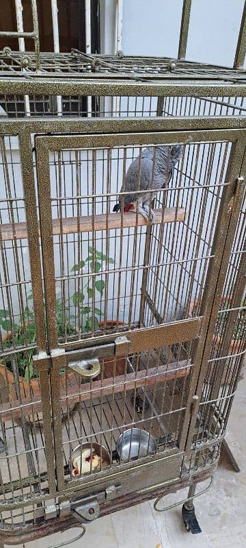 African Grey Parrot (Male) (with cage) 2