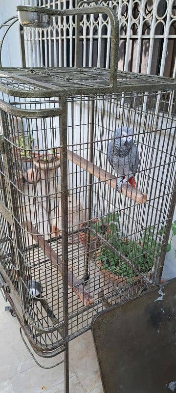 African Grey Parrot (Male) (with cage) 3