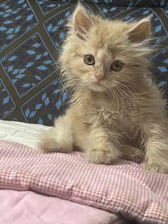 Persian kitten  2 month old for sale