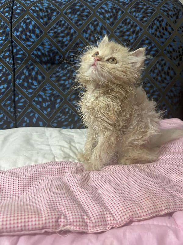 Persian kitten  2 month old for sale 1