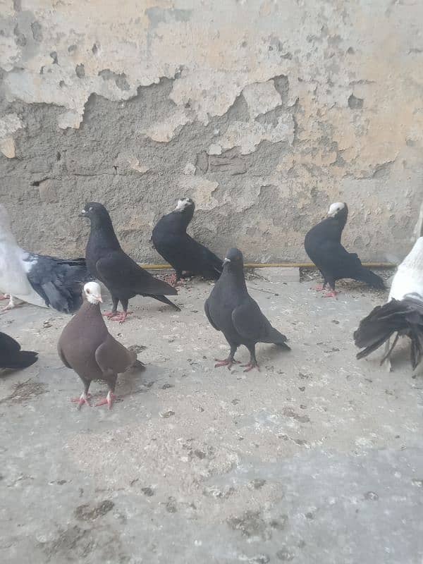 Fancier Pigeons 1