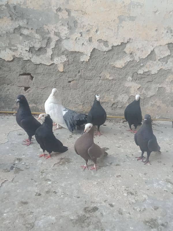 Fancier Pigeons 3