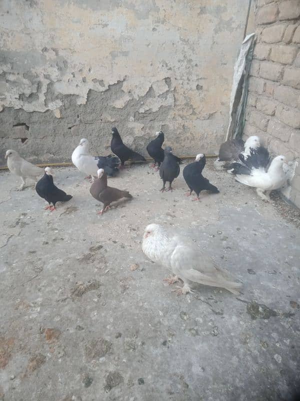 Fancier Pigeons 7