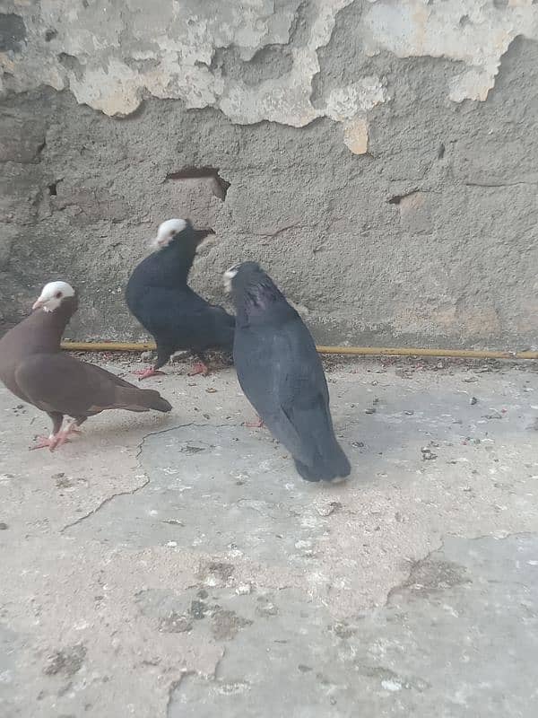 Fancier Pigeons 9