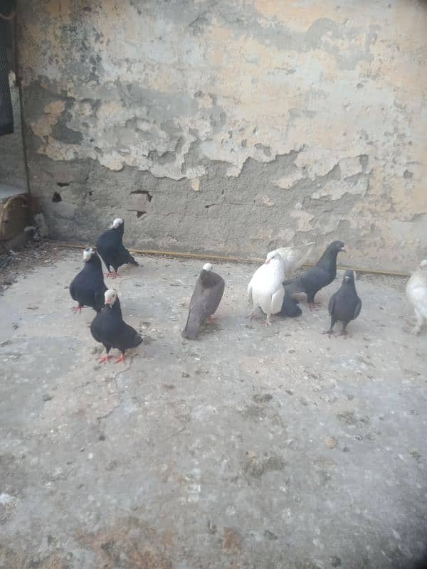 Fancier Pigeons 10