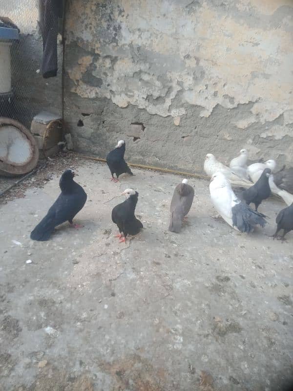 Fancier Pigeons 11