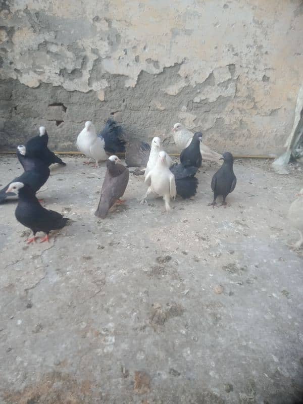 Fancier Pigeons 14