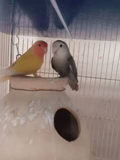 Beautiful Quality Love Bird