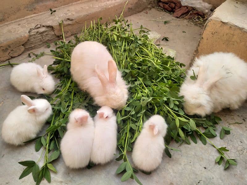 chicks Angora rabbit for sale 5chicks 0