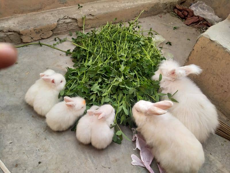 chicks Angora rabbit for sale 5chicks 1