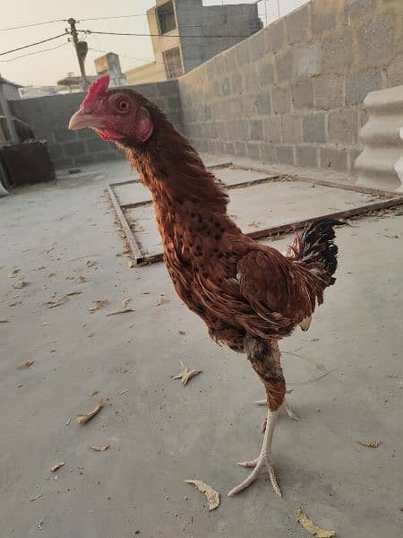 Misri Aseel Crossed Young 1 Male 2 Females (Murga Murgi) 3