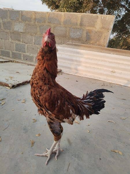 Misri Aseel Crossed Young 1 Male 2 Females (Murga Murgi) 4