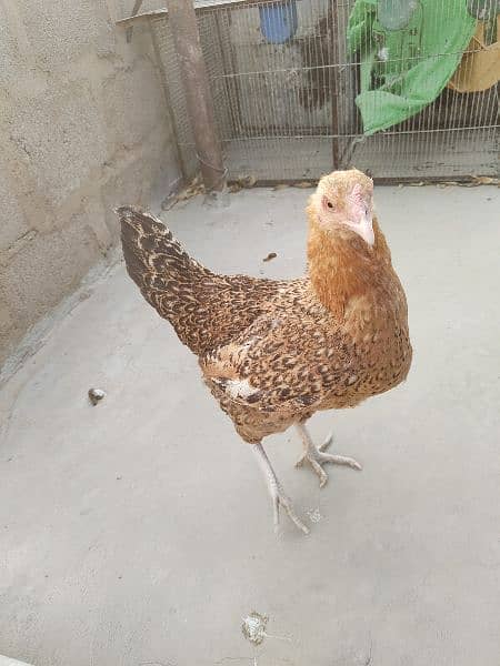 Misri Aseel Crossed Young 1 Male 2 Females (Murga Murgi) 10