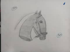 Horse sketch