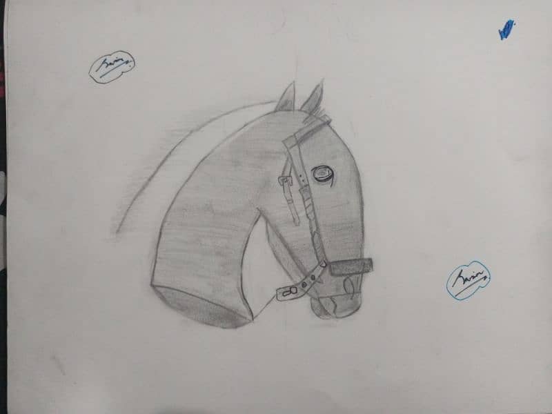 Horse sketch 0