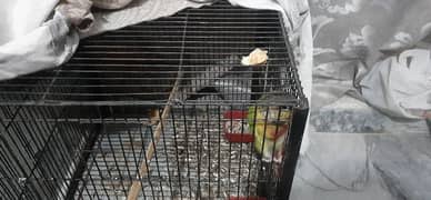 green cheek conure+ 18/18 inch big cage