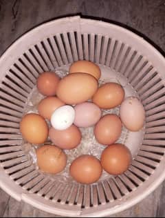 Lohman Brown/ Golden Sebrite Fertile Eggs