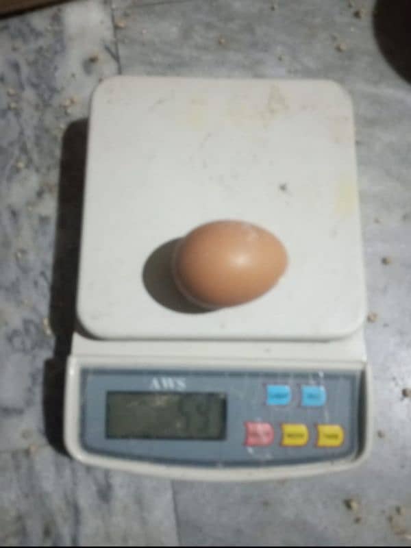 Lohman Brown/ Golden Sebrite Fertile Eggs 1