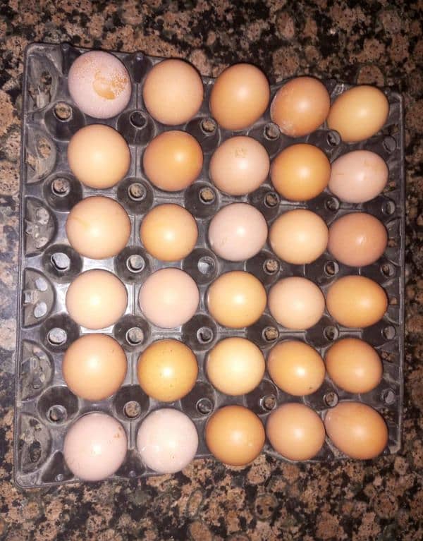 Lohman Brown/ Golden Sebrite Fertile Eggs 2