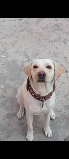 Labrador breeder female for sale