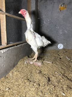 white shamo Female available