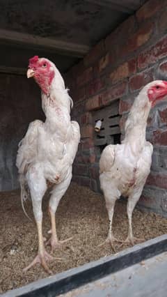 Shamo pair WHITE NEAR TO EGG