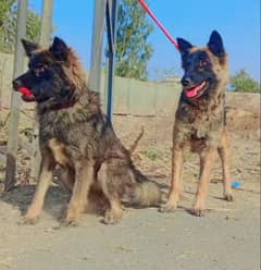 Belgium shepherd pair for sale