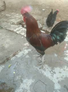 hens for sale in very low price contact number 03023627100