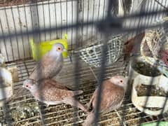 Diamond Doves, Zebra Finches and Java Finches varieties