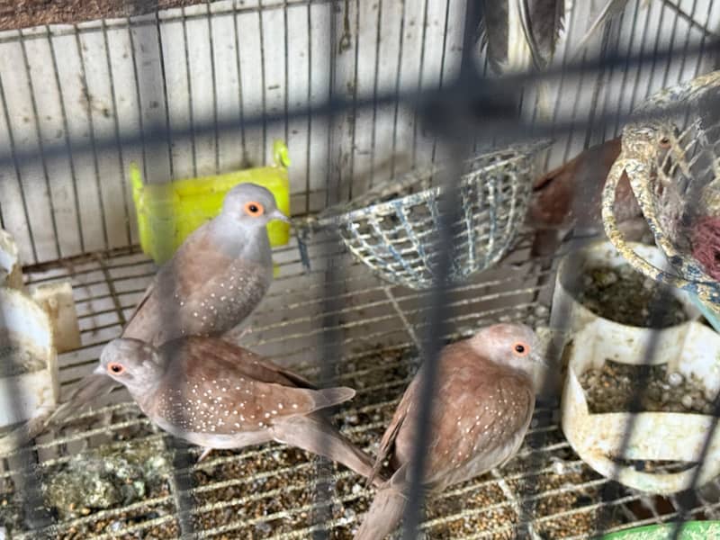 Diamond Doves, Zebra Finches and Java Finches varieties 0