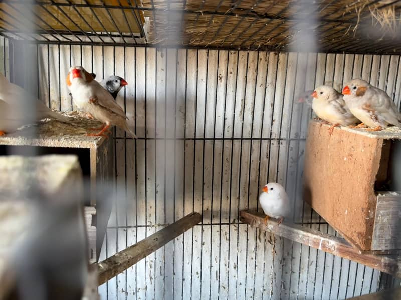 Diamond Doves, Zebra Finches and Java Finches varieties 3