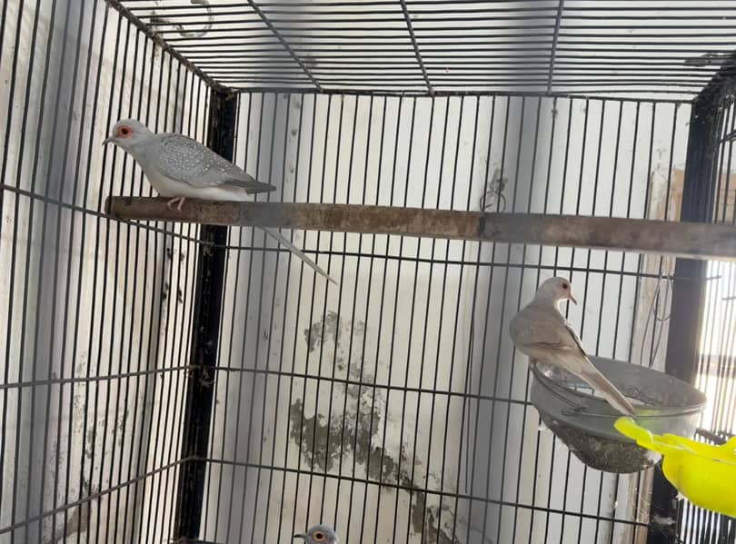 Diamond Doves, Zebra Finches and Java Finches varieties 6