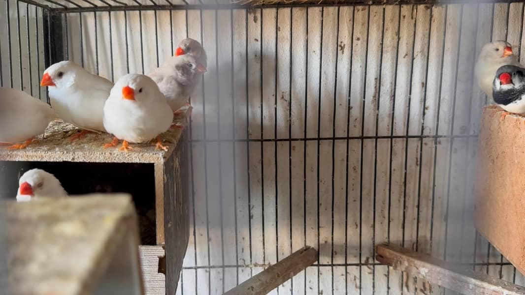 Diamond Doves, Zebra Finches and Java Finches varieties 7