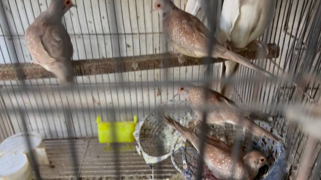 Diamond Doves, Zebra Finches and Java Finches varieties 8