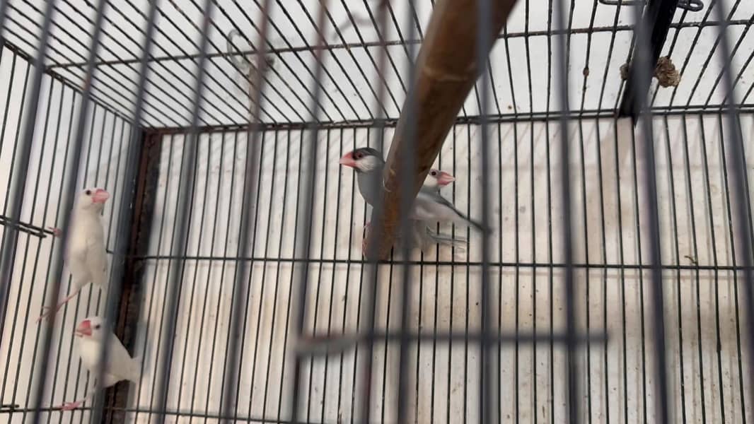 Diamond Doves, Zebra Finches and Java Finches varieties 9