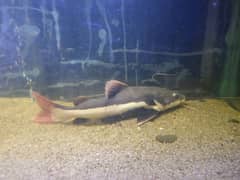 Redtail Catfish, Naja Shark, and Giant Gourami for sale