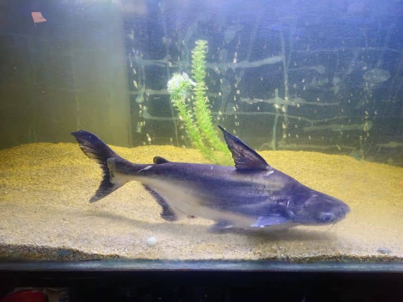 Redtail Catfish, Naja Shark, and Giant Gourami for sale 1