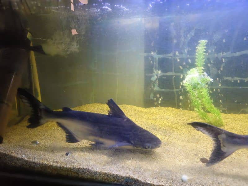 Redtail Catfish, Naja Shark, and Giant Gourami for sale 2