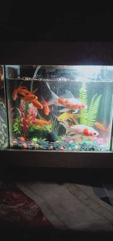 Aquarium With All Fishes+Led Light+Water pump 0