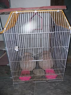 birds cage condition 10/7