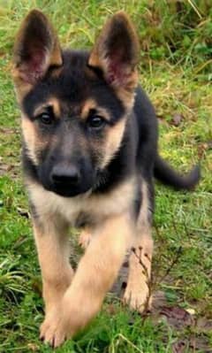 German shepherd Long Coat Male & Female  For Sale 03287625932WhatsApp